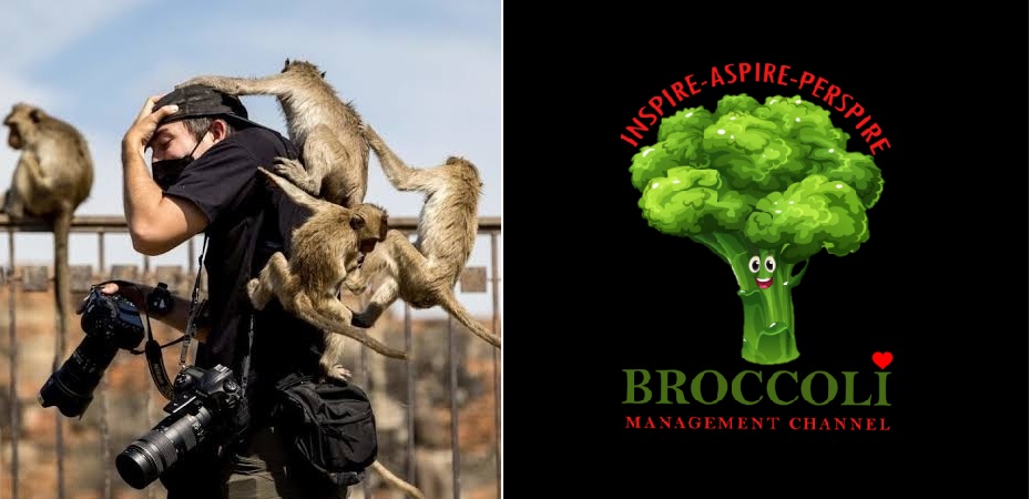monkey on photographers back by broccoli management channel