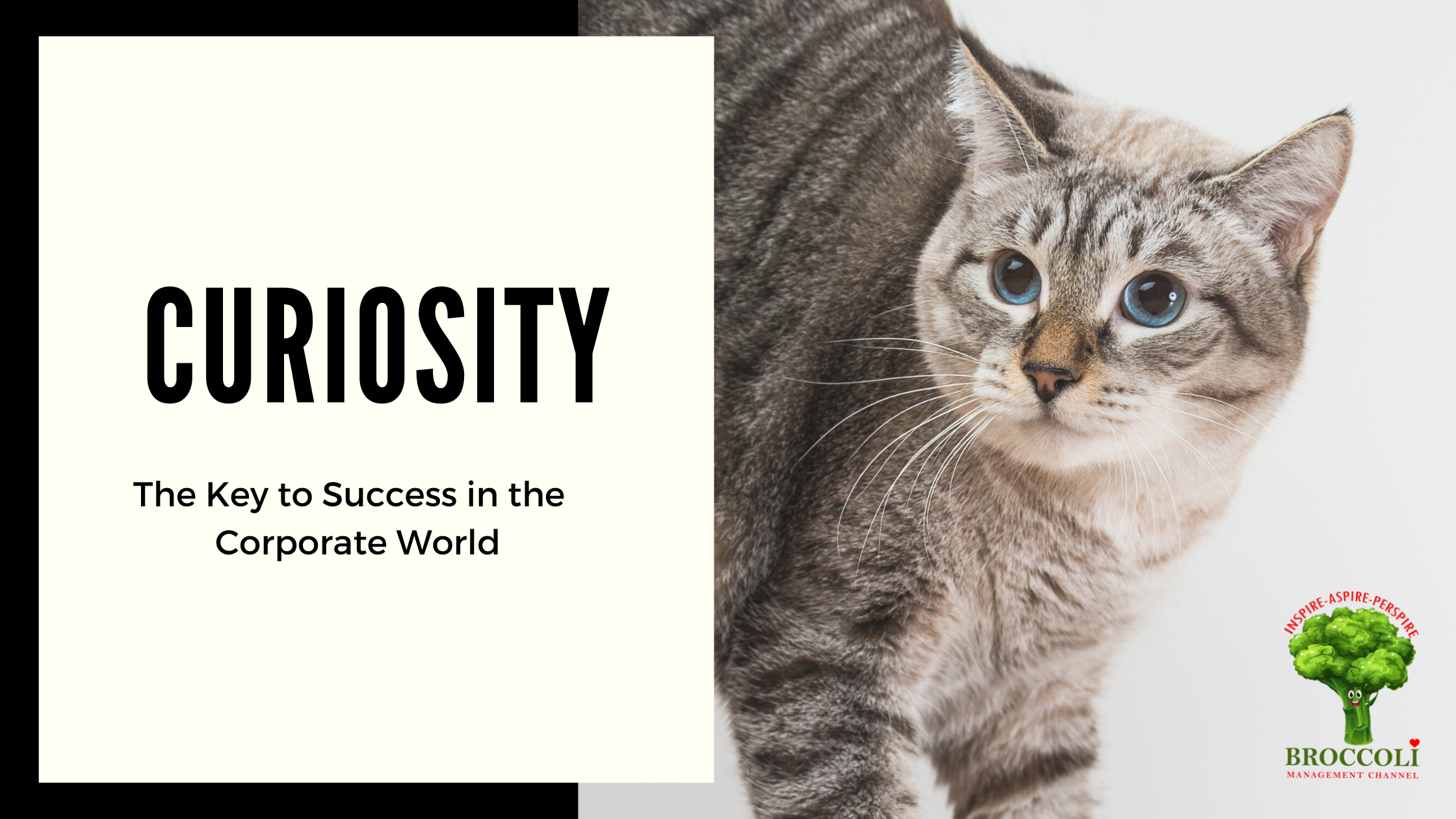 Curiosity by broccoli management channel